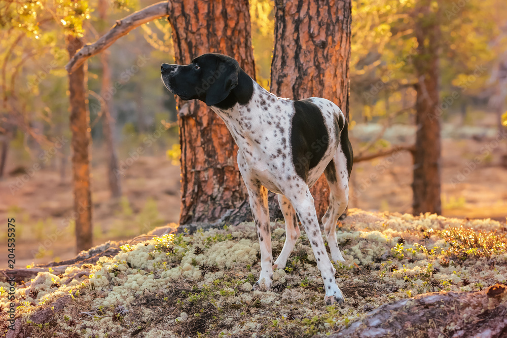 Dog english pointer watching warm spring sunset Dog english pointer watching warm spring sunset