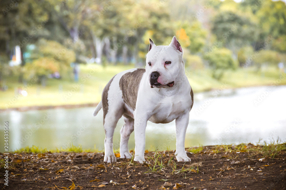 Bully white best sale dog