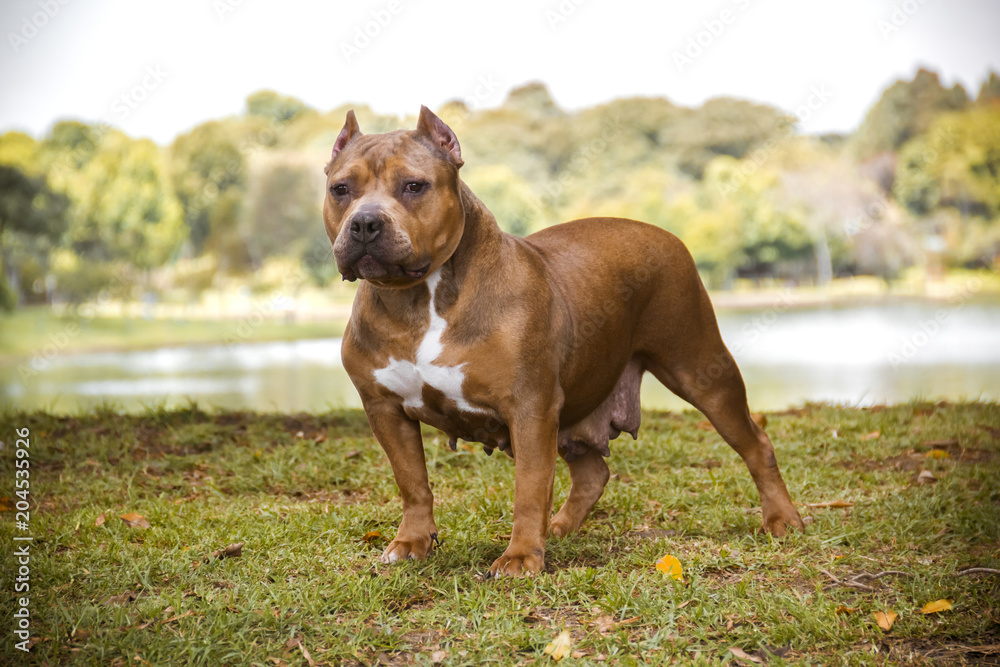 a golden bully american dog standing on the grass with a lake and trees in the background