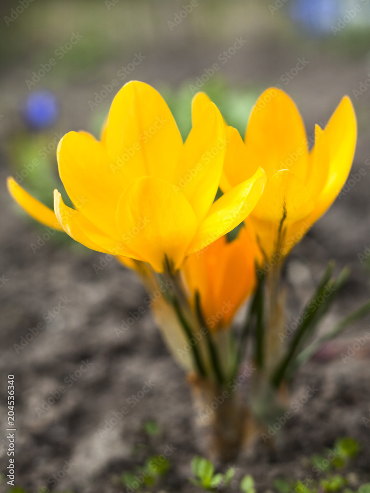 Fototapeta premium Yellow crocuses blooming in early spring