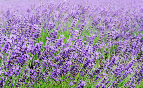 violet lavender fields garden on white background ,furano,Hokkaido, Japan