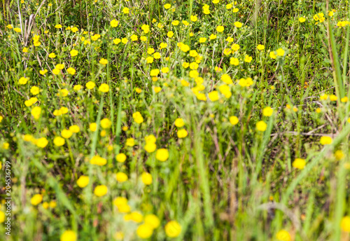 Green meadow with yellow buttercup flowers