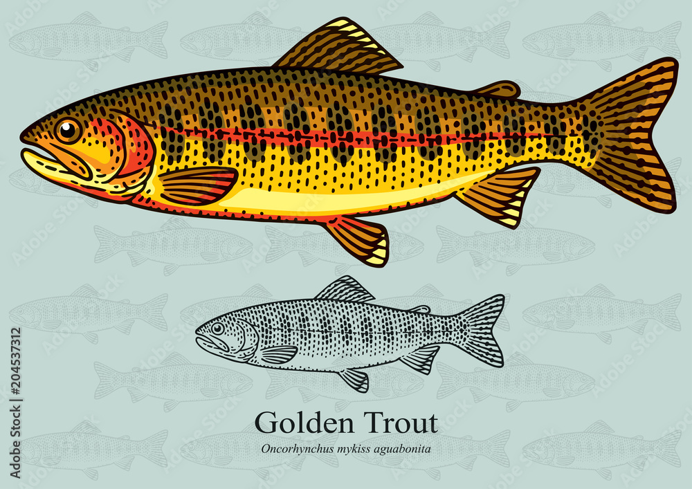 Naklejka premium Golden Trout. Vector illustration with refined details and optimized stroke that allows the image to be used in small sizes (in packaging design, decoration, educational graphics, etc.)