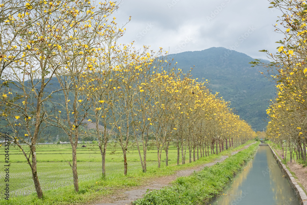 Naklejka premium Golden Trumpet-tree