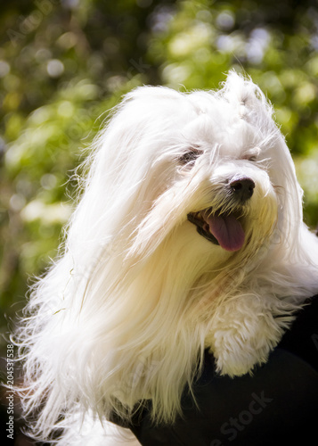  the face of a maltese dog with its tongue out in the background trees