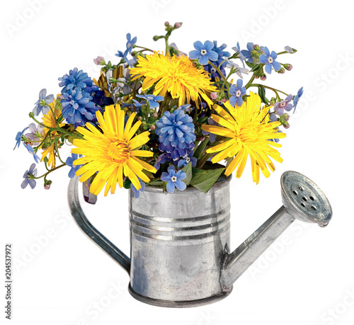 Fototapeta Naklejka Na Ścianę i Meble -  bouquet of yellow dandelions and blue hyacinths and forget me not flowers in a small toy decorative watering can isolated on white background