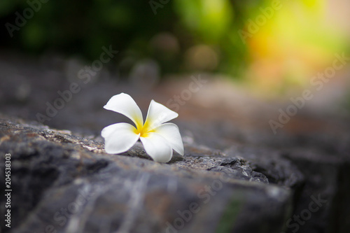 Beautiful white flowers on stone floor on a Blurred in sunlight background. sunshine day © stockchalathan