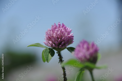 花と空