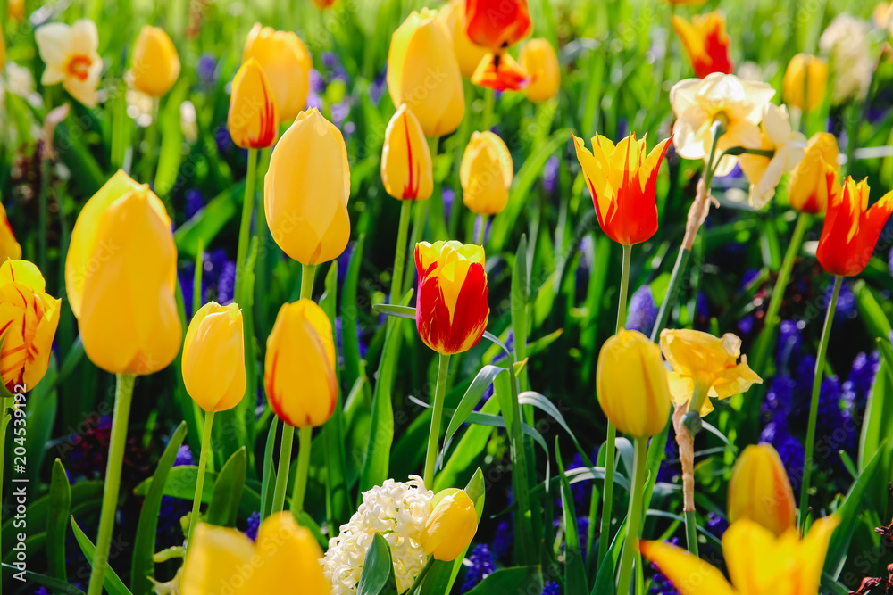Obraz premium Tulpen in Holland im Frühling