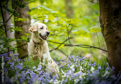 Golden Retriever in the woods