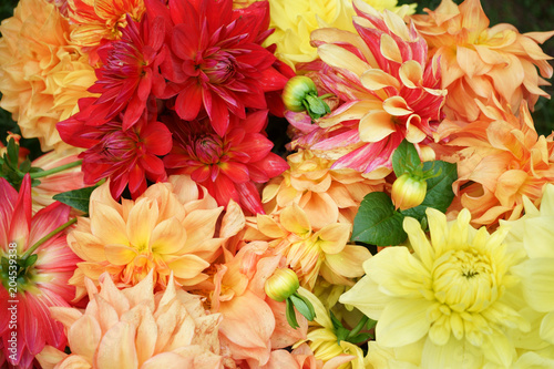 Fototapeta Naklejka Na Ścianę i Meble -  Dahlia heads pell-mell Mixed varieties