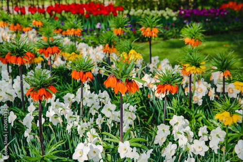 Tulpen in Holland im Fr  hling