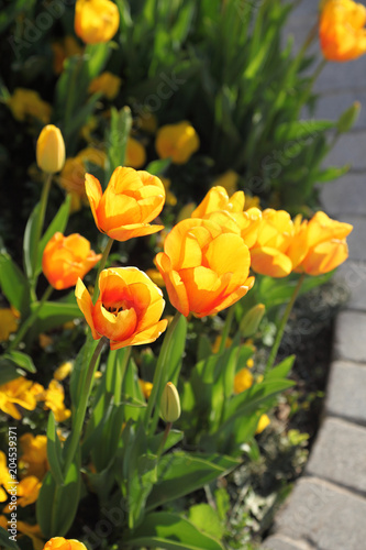 Wallpaper Mural Tulips Torontodigital.ca