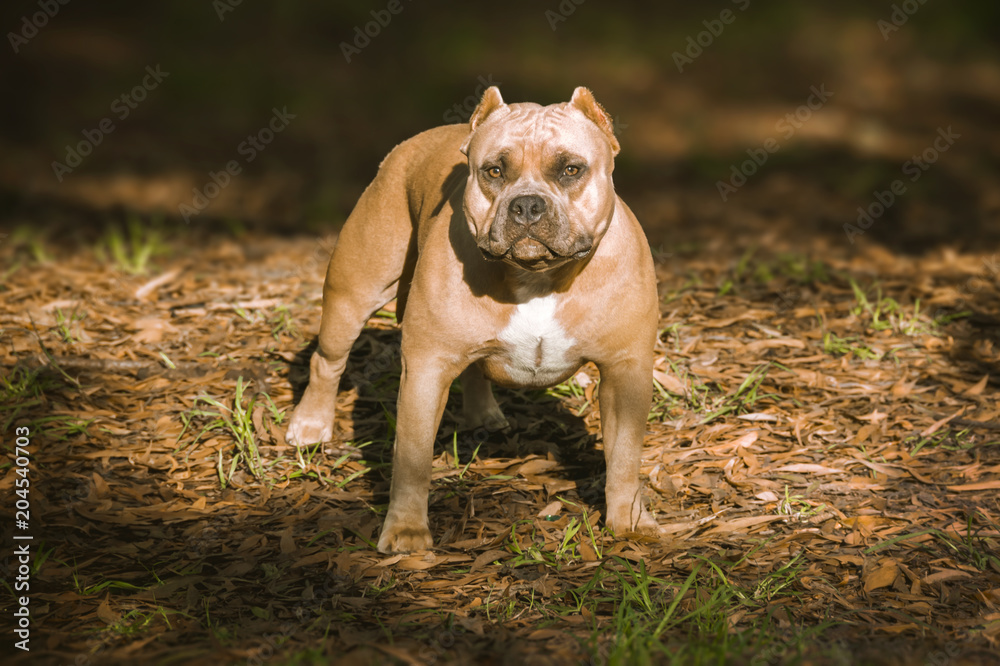an americanbully yellow dog standing on the dry leaves facing the front