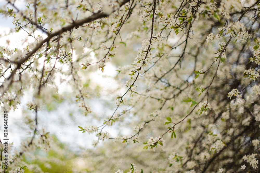 Blossoming tree in spring on rural area Blossoming tree in spring on rural area