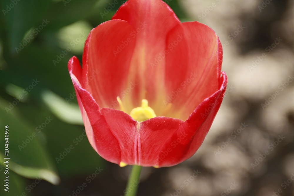 rote aufgeblühte tulpe