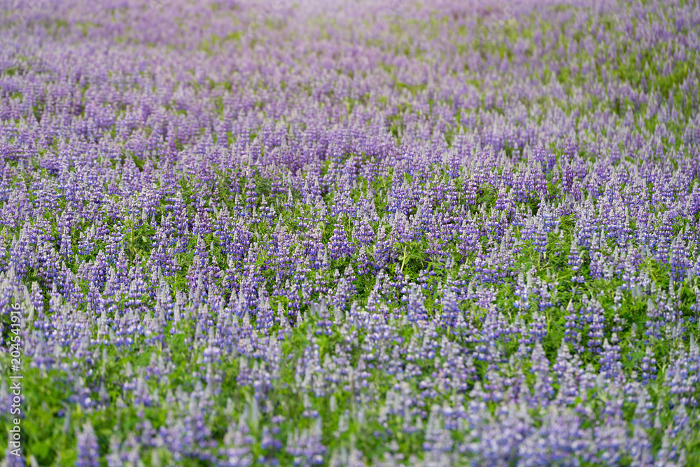 Field covered with colorful lupine flowers.