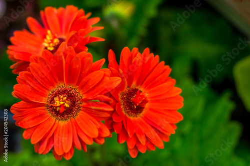 bright red flowers on green background  cosmos flower