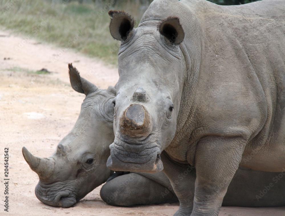 Naklejka premium White Rhino in the Cape, South Africa