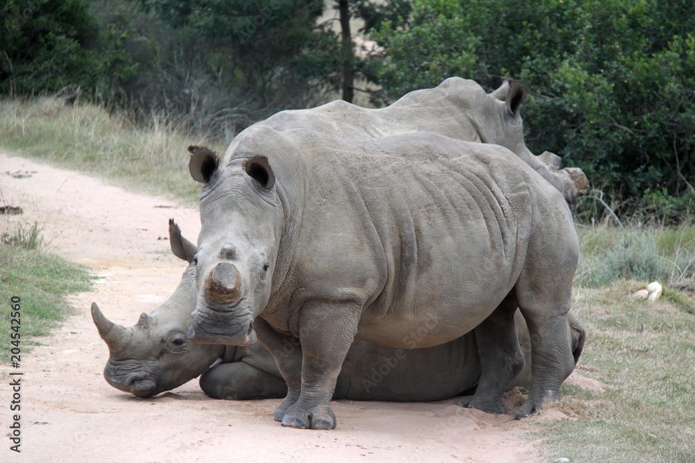 White rhino in the Cape, South Africa White rhino in the Cape, South Africa