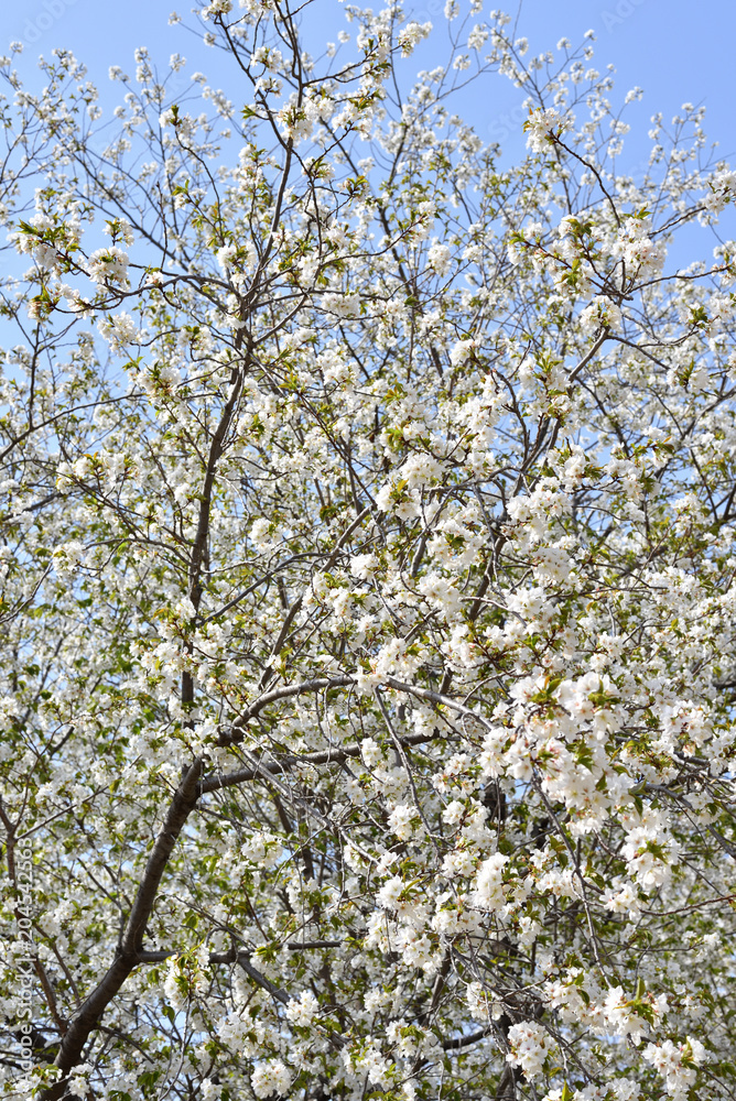 Cherry blossoms in Japan