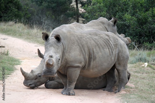 White rhino in the Cape  South Africa