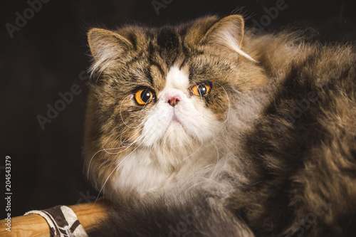  the face of a Persian cat balnco with brown and his yellow eyes looking in front of the camera photo