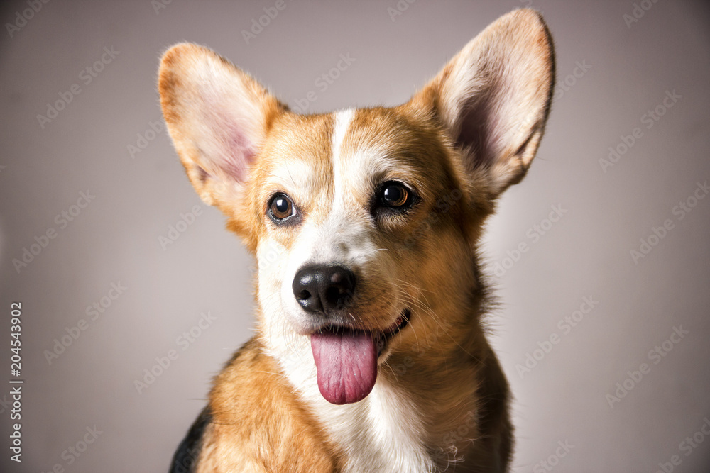  the face of a corgi puppy looking lightly to the left with white background