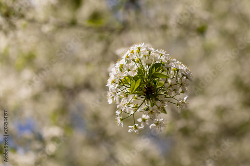 Flower Prunus Mahaleb photo