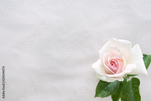 Single white rose on tender background