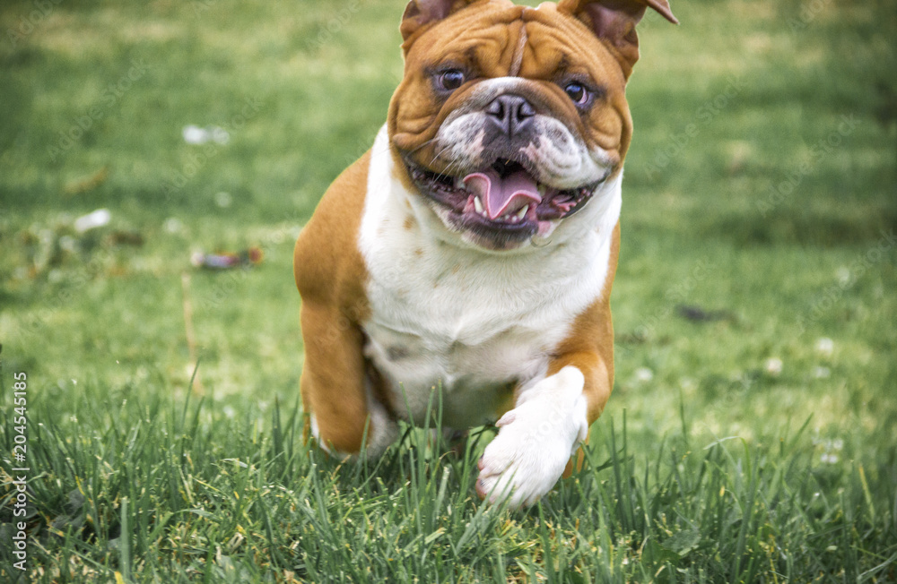 Fototapeta premium a bulldog dog running on the grass