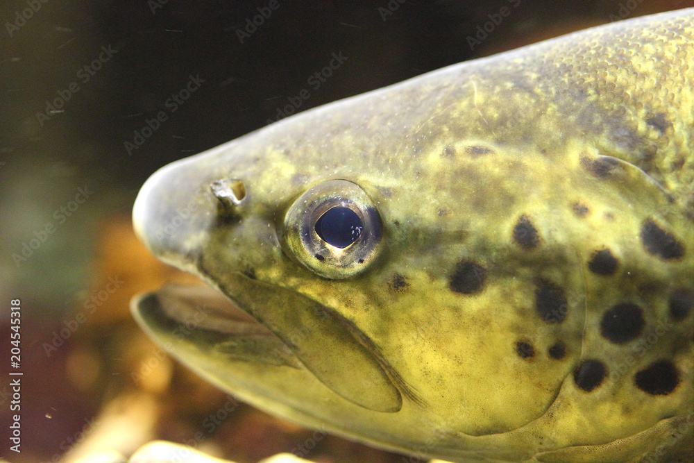 Unterwasseraufnahme einer Bachforelle. Unterwasseraufnahme einer Bachforelle.