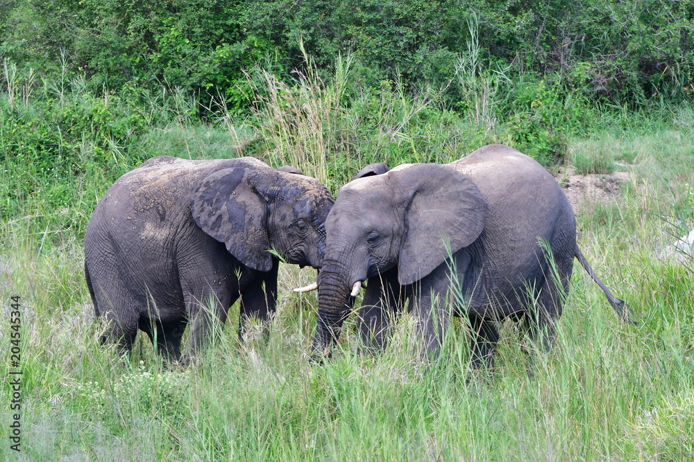cute Young elephants,Kruger National park in South Africa