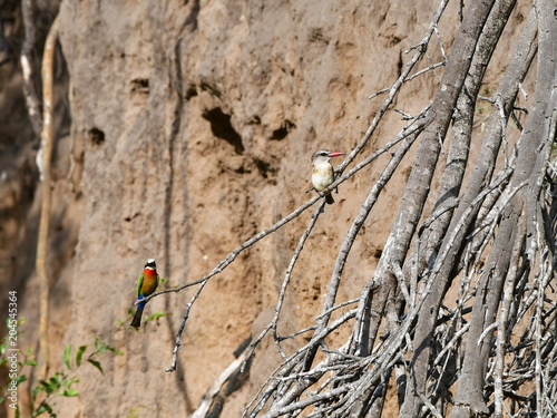 kingfisher and bee eater birds in its habitat,Kruger National park in South Africa