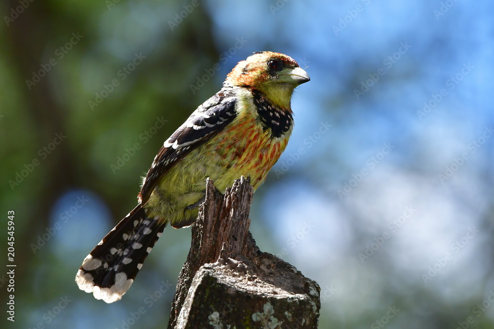 Fototapeta premium crested barbet bird in Kruger National park in South Africa