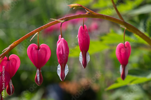 Bleeding Heart pink plant in the spring- Dicentra spectibalis