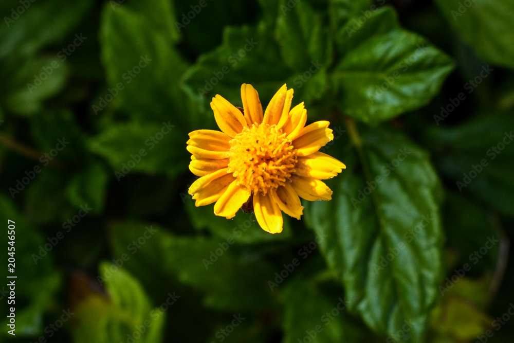 nature, flower, yellow, beautiful, beauty, background, plant, summer, fresh, garden, green, natural, spring, color, sun, grass, light, gift, love, holiday nature, flower, yellow, beautiful, beauty, background, plant, summer, fresh, garden, green, natural, spring, color, sun, grass, light, gift, love, holiday