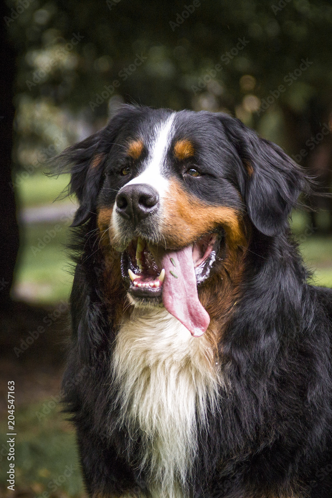  the face of a bernese dog of the mountain with the tongue out and in the background some trees