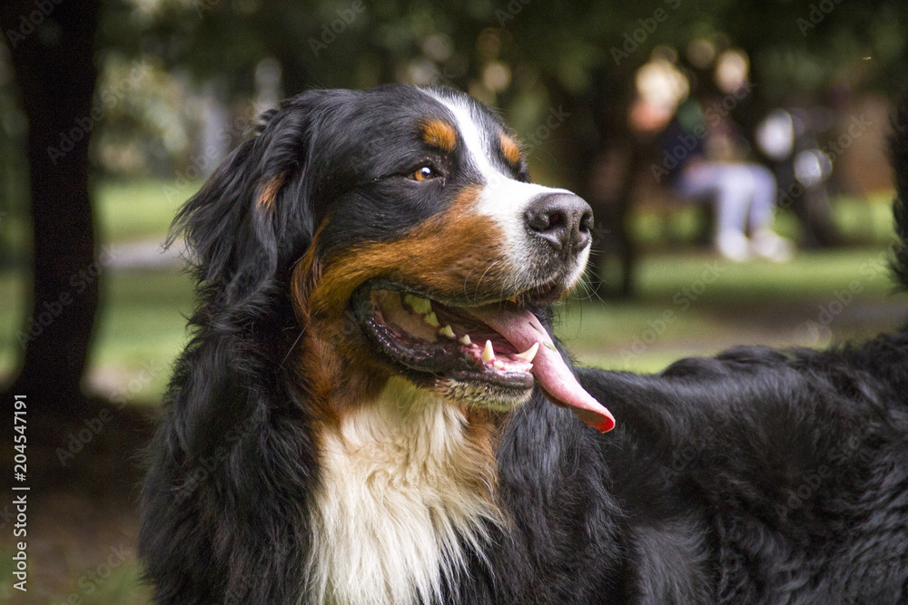  the face of a bernese dog of the mountain with the tongue out and in the background some trees