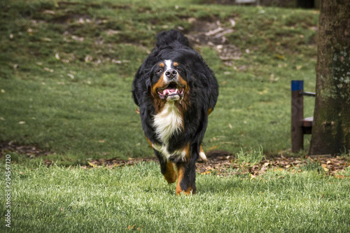  a bernese mountain dog with his tongue out running on the grass