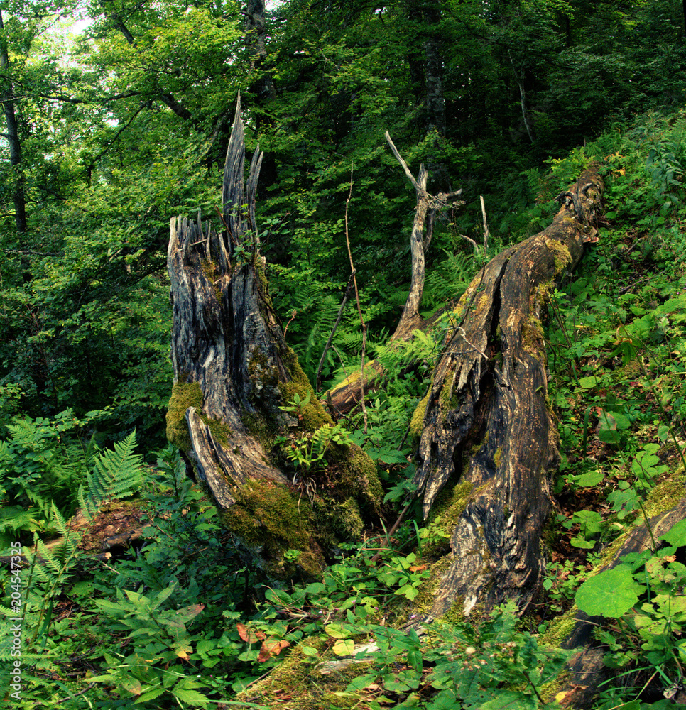 Decay; dead wood in forest Decay; dead wood in forest