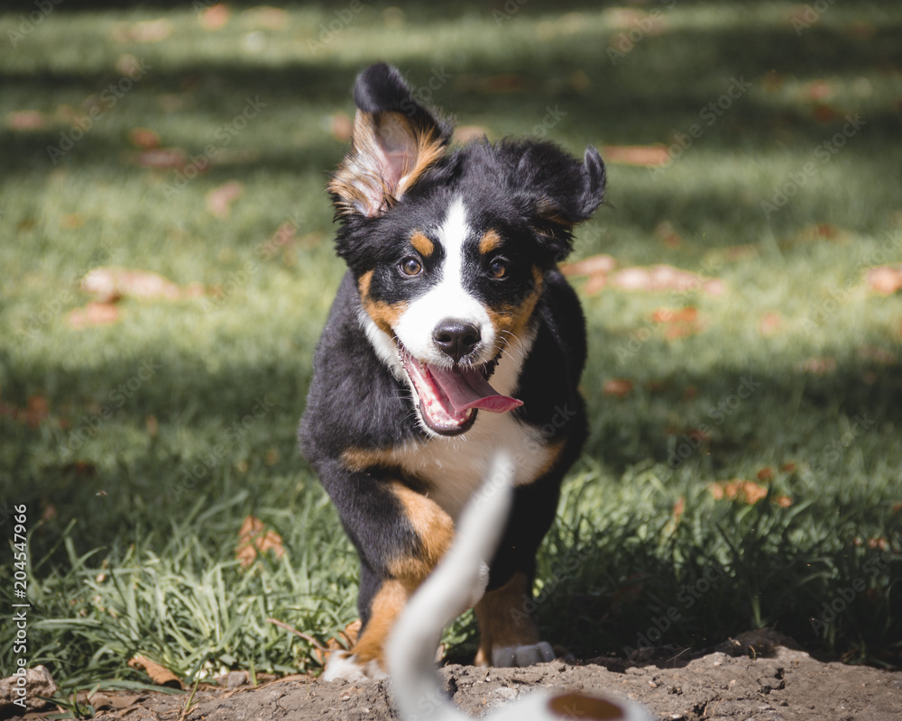  a bernese mountain dog running on the grass with his tongue out