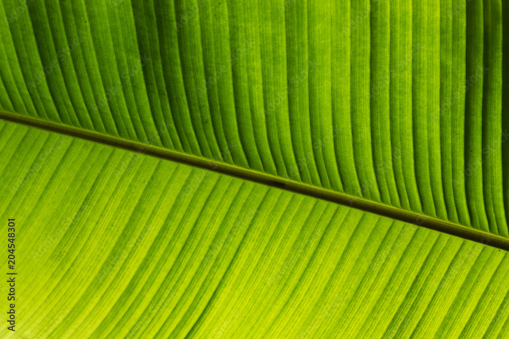 tropical plant leaf against backlight tropical plant leaf against backlight