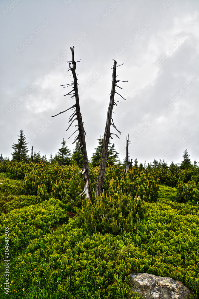 Fototapeta premium Nature in the Bohemian Forest