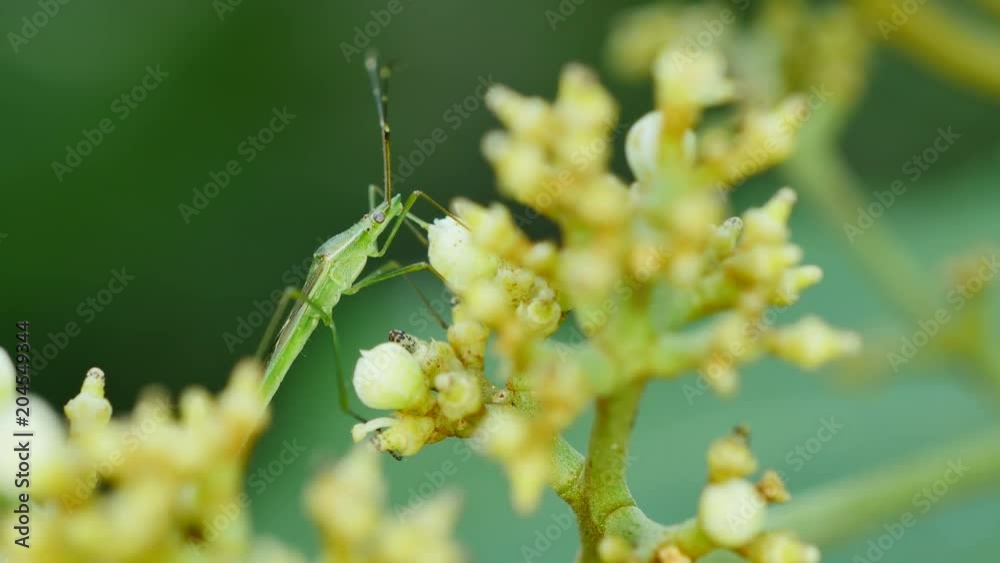 Close-up insect feeding on flower.