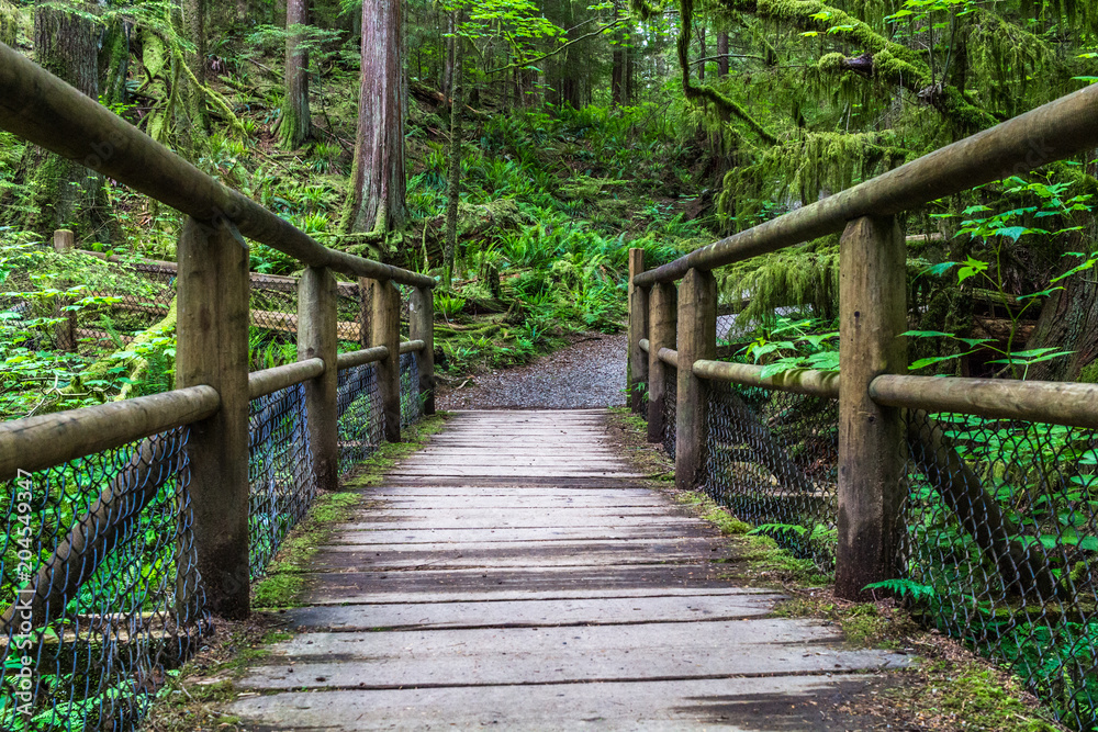 Fototapeta premium Wooden Bridge at Capilano Regional Park, BC, Vancouver, Canada.