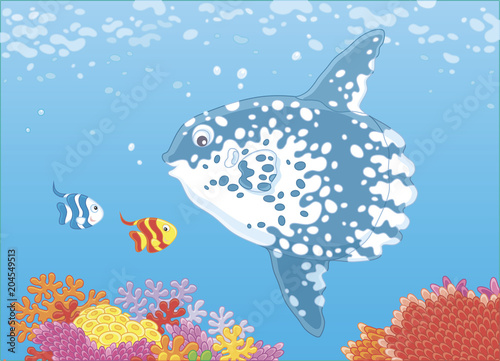 Big fish-moon and small butterfly fishes swimming over corals of a reef in blue water of a tropical sea