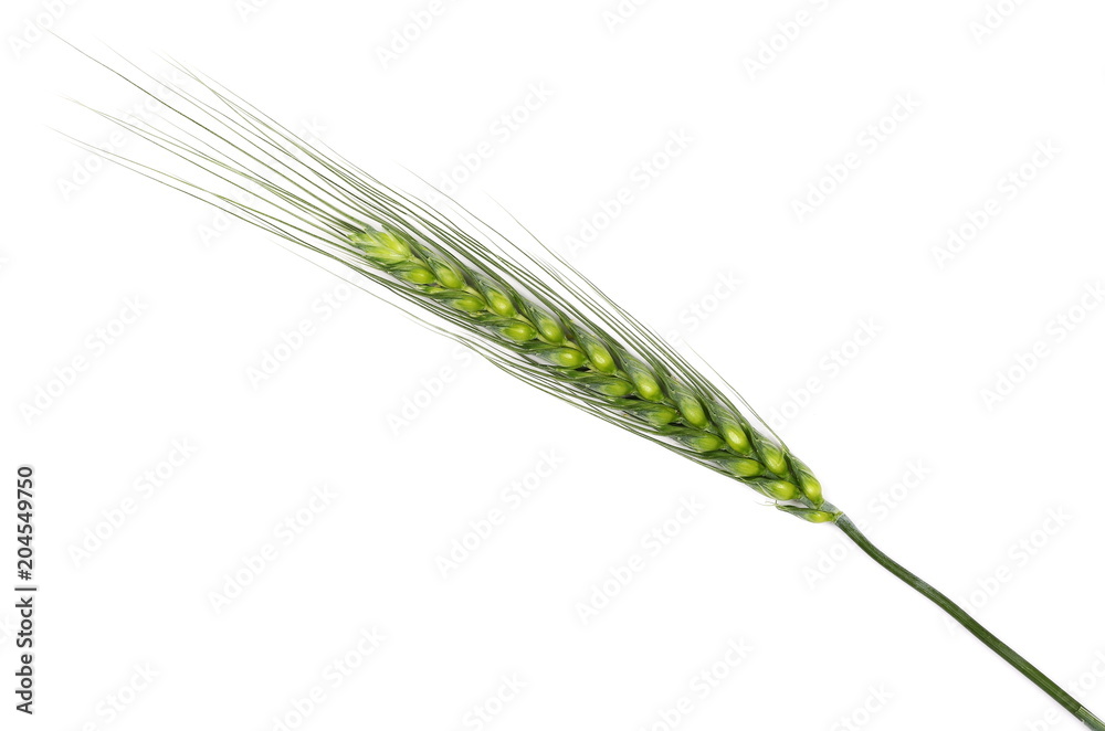 Green wheat isolated on white background, with clipping path Green wheat isolated on white background, with clipping path