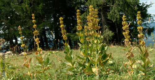 Yellow Gentians on the Creux du Van photo