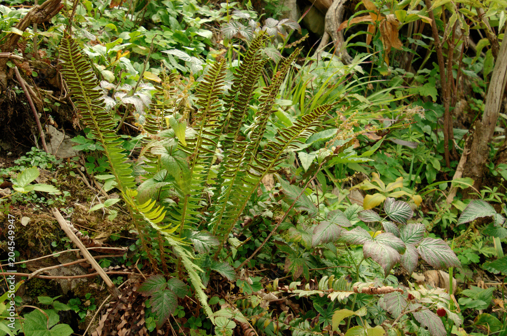 Hard Fern in the forests near the Creux du Van